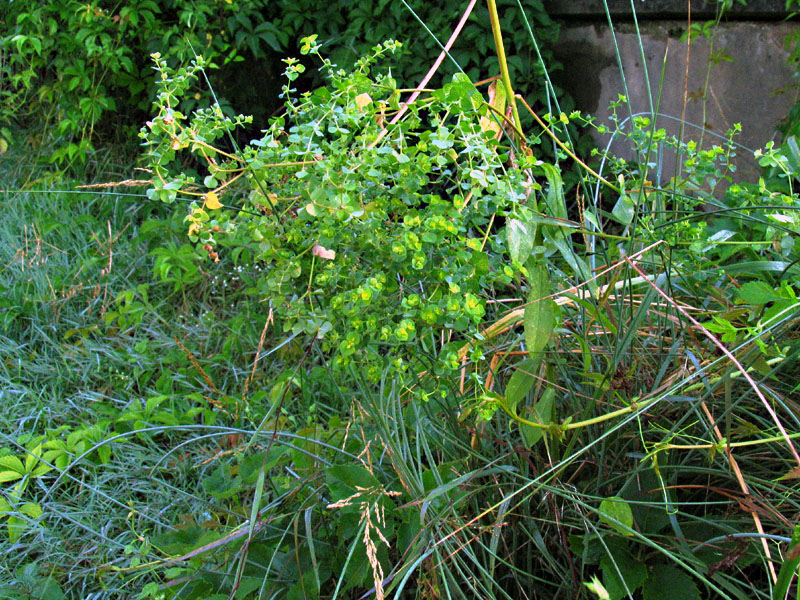 Euphorbia platyphyllos L. / Euforbia rognosa